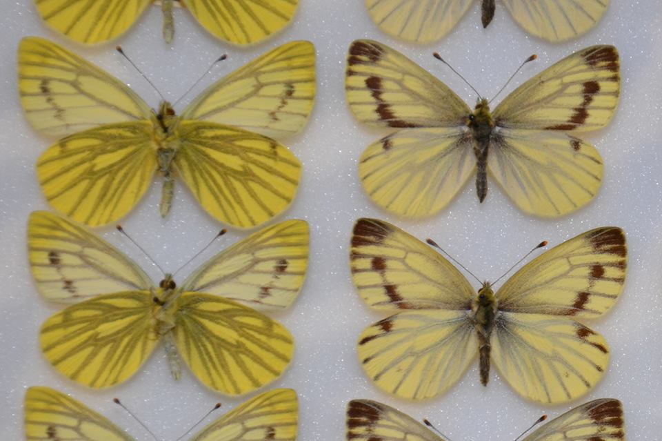 Pieris napi aberration sulphuraea Irish Donegal captive stock (Internet Image property of respective owner, non-commercial use only)